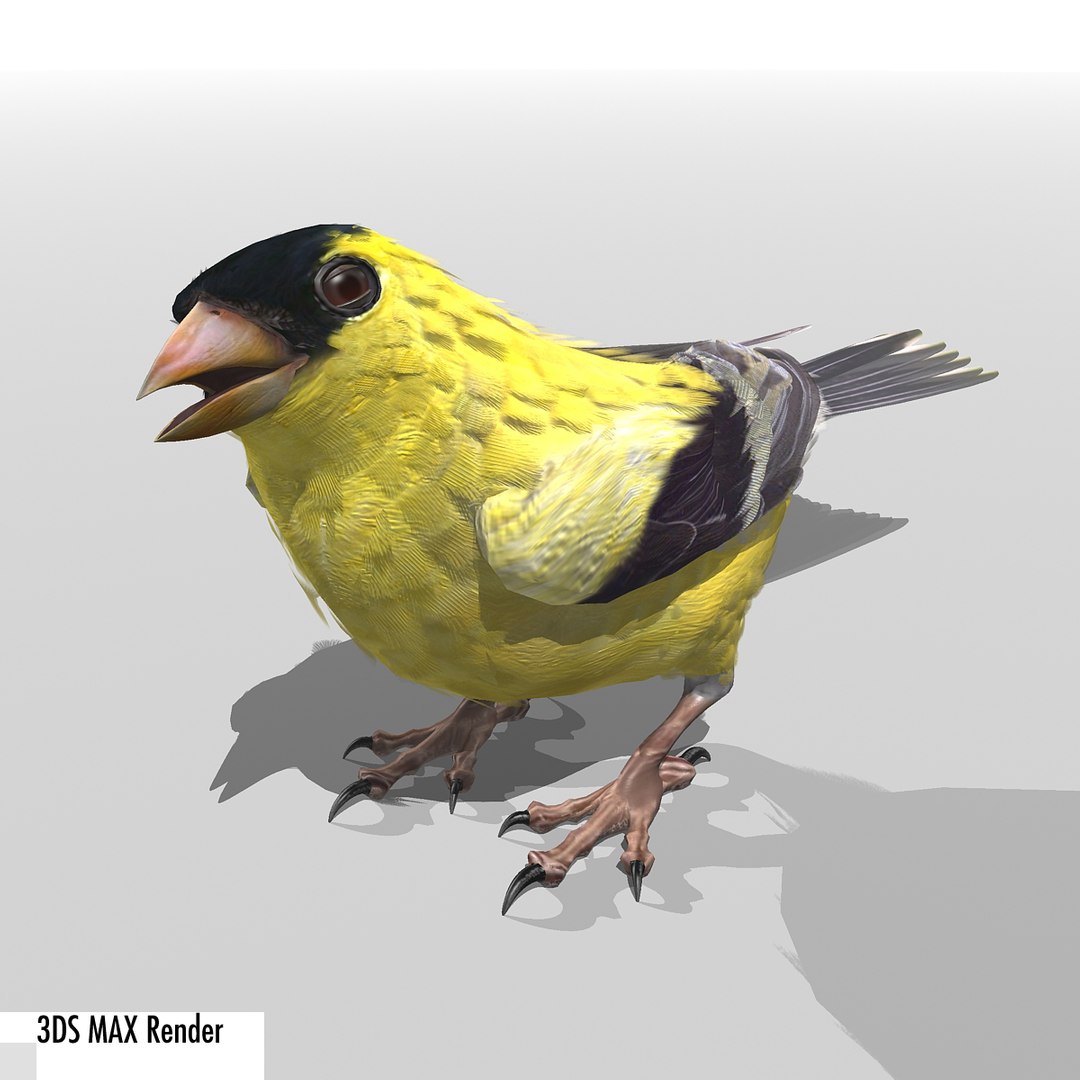 lwo goldfinch rigged animation https://p.turbosquid.com/ts-thumb/cj/VrGkgG/JnhFFVKA/gfinchmax07/jpg/1347248876/1920x1080/fit_q87/d528b6507a202f79ba2348525f01997fb27d08ae/gfinchmax07.jpg