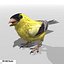 Goldfinch