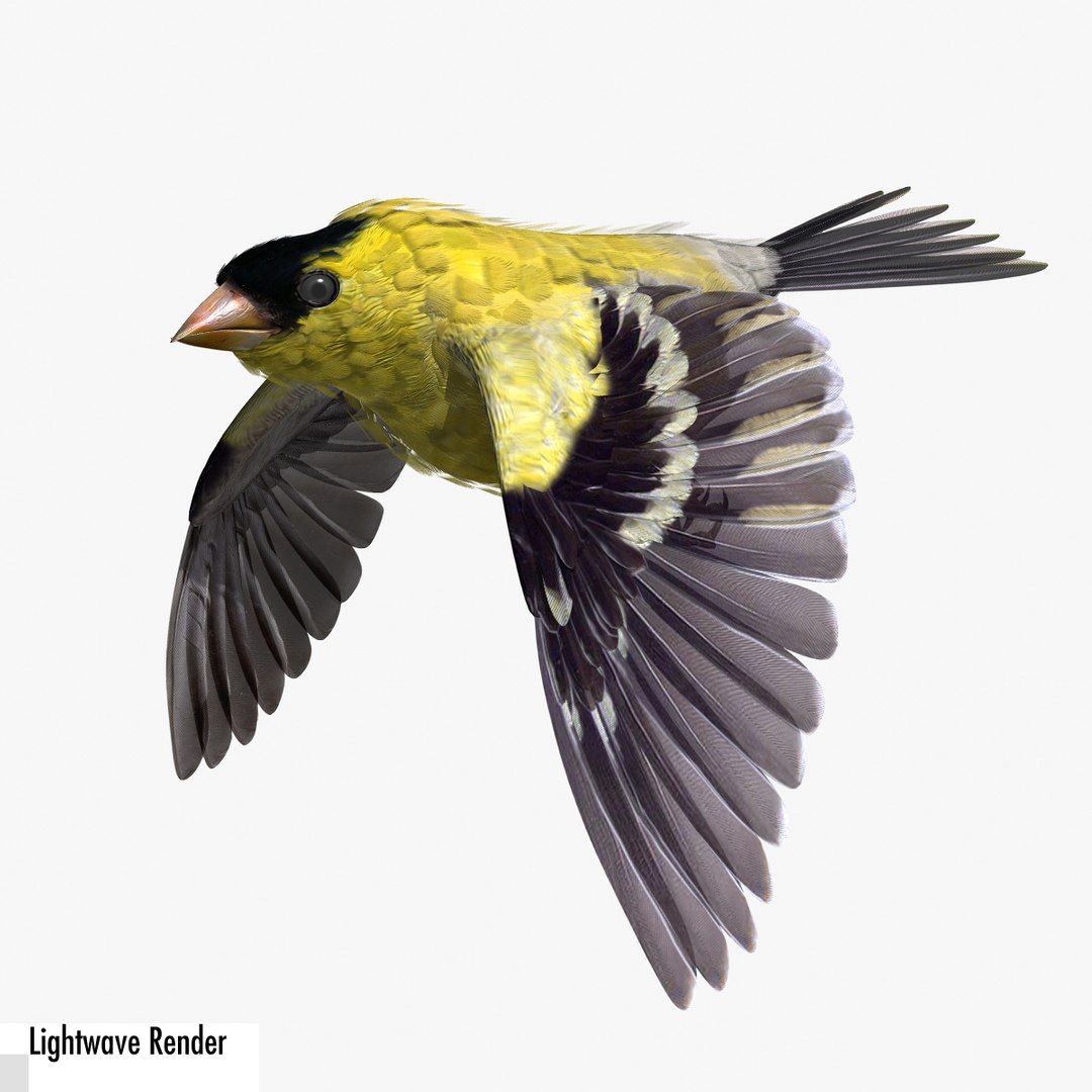 lwo goldfinch rigged animation https://p.turbosquid.com/ts-thumb/cj/VrGkgG/LpF2iTLm/gflw12/jpg/1347248814/1920x1080/fit_q87/06fce60876009a732d7cc76e79b749f13d63176b/gflw12.jpg
