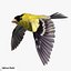 Goldfinch