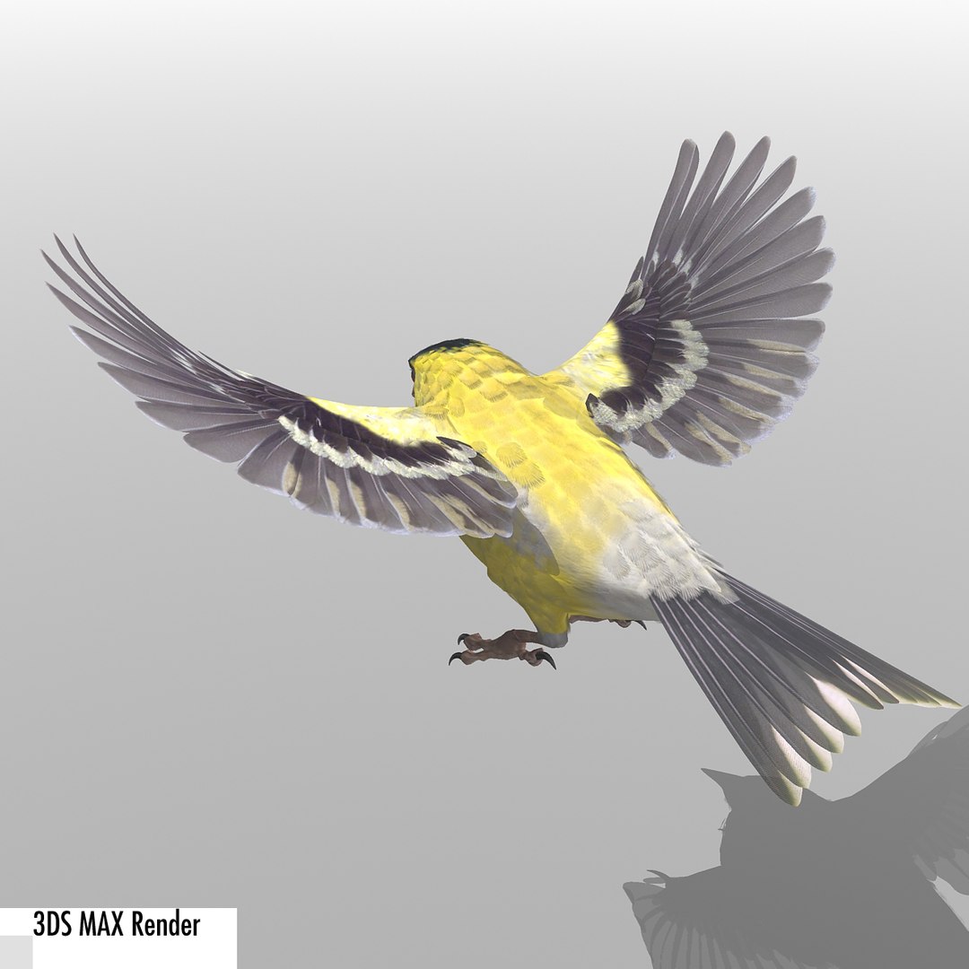 lwo goldfinch rigged animation https://p.turbosquid.com/ts-thumb/cj/VrGkgG/OWJ5gzuK/gfinchmax04/jpg/1347248876/1920x1080/fit_q87/81b5e6fdd212b810b85d5b186fda70d223da7e2b/gfinchmax04.jpg