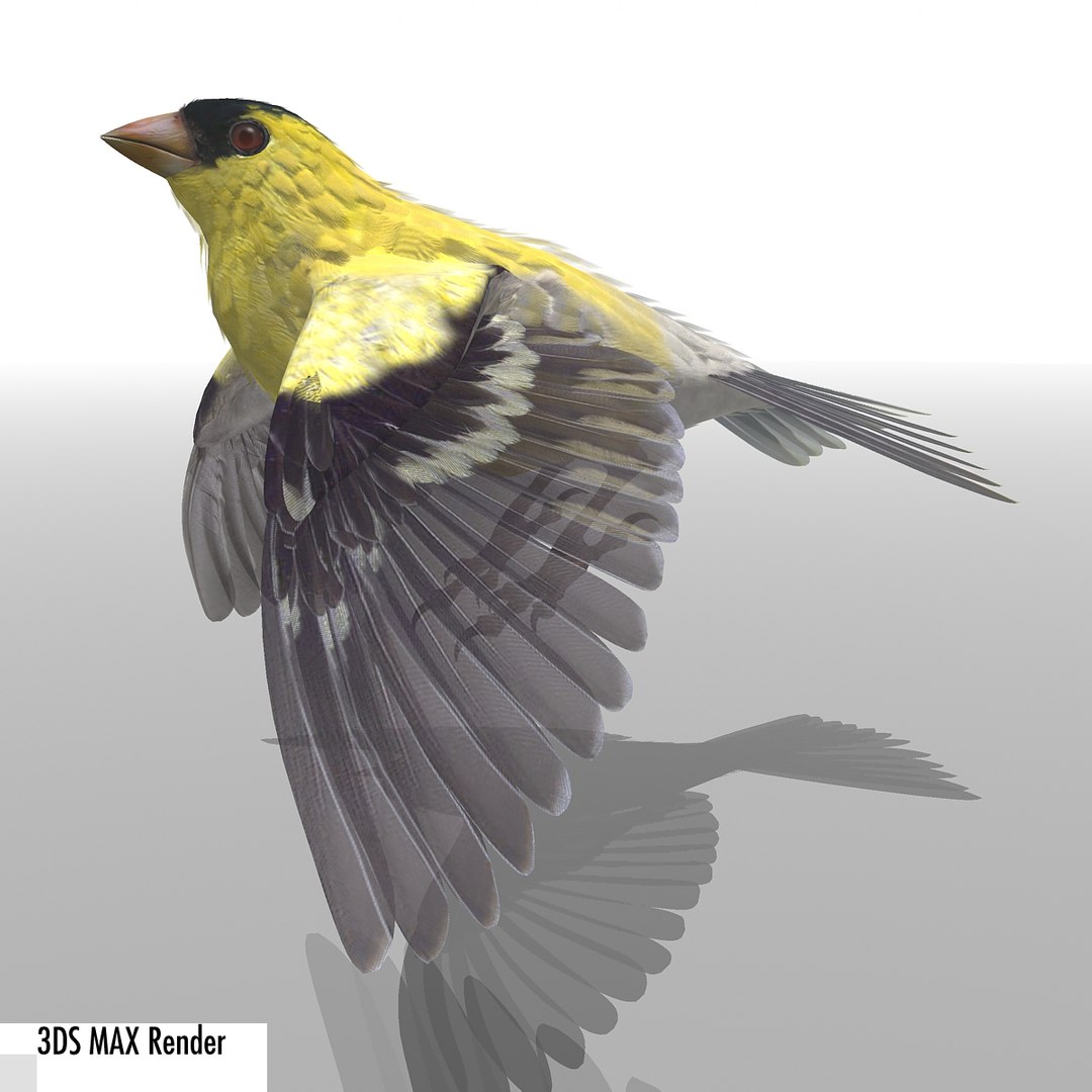 lwo goldfinch rigged animation https://p.turbosquid.com/ts-thumb/cj/VrGkgG/QR25mEI7/gfinchmax10/jpg/1347248876/1920x1080/fit_q87/c173062ca13e227fba01d9845b0ece5d7108d3c2/gfinchmax10.jpg