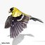 Goldfinch
