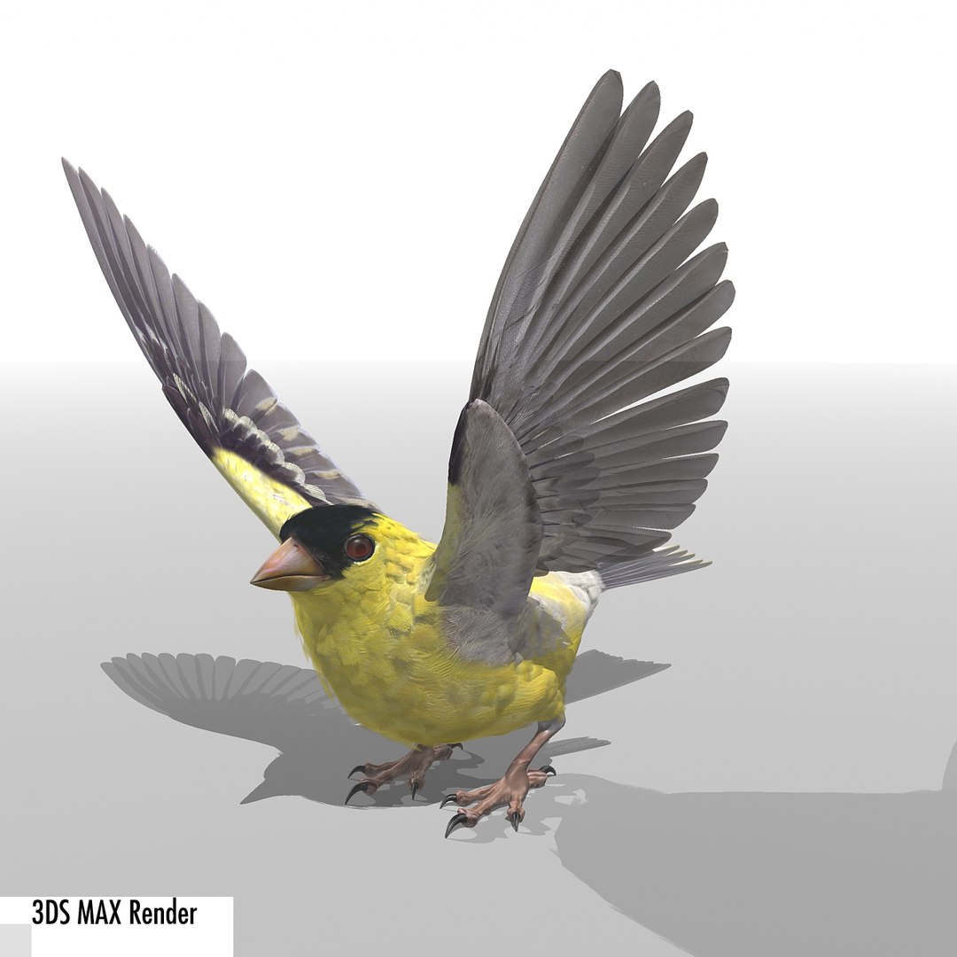 lwo goldfinch rigged animation https://p.turbosquid.com/ts-thumb/cj/VrGkgG/Rxb1YyLe/gfinchmax08/jpg/1347248876/1920x1080/fit_q87/9aa8d4ddecee9747fb0c085c0f0746f7f603f5b5/gfinchmax08.jpg