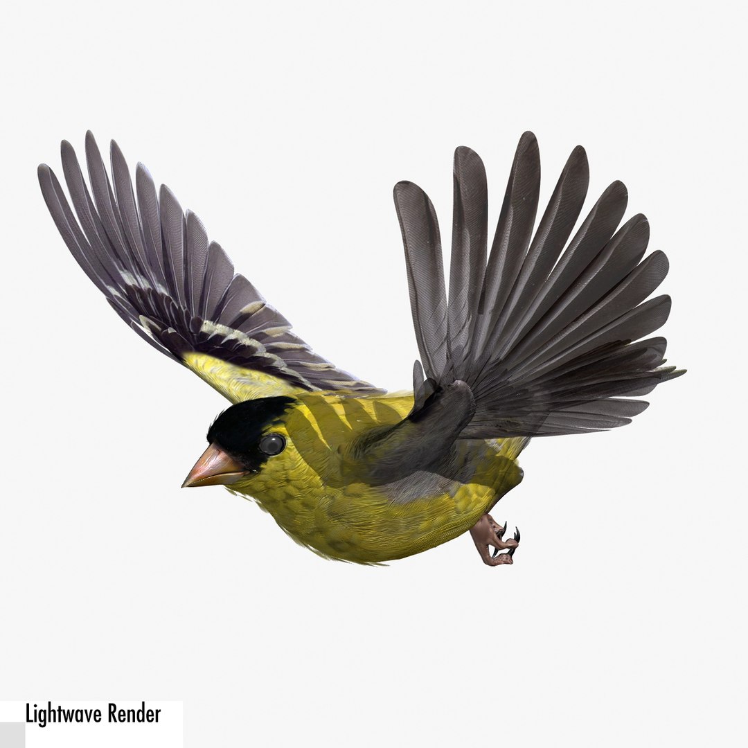 lwo goldfinch rigged animation https://p.turbosquid.com/ts-thumb/cj/VrGkgG/YfEx3c4y/gflw11/jpg/1347248814/1920x1080/fit_q87/7580e273be0ebfc653bb7dbc4728134f53f0bad2/gflw11.jpg