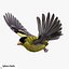 Goldfinch