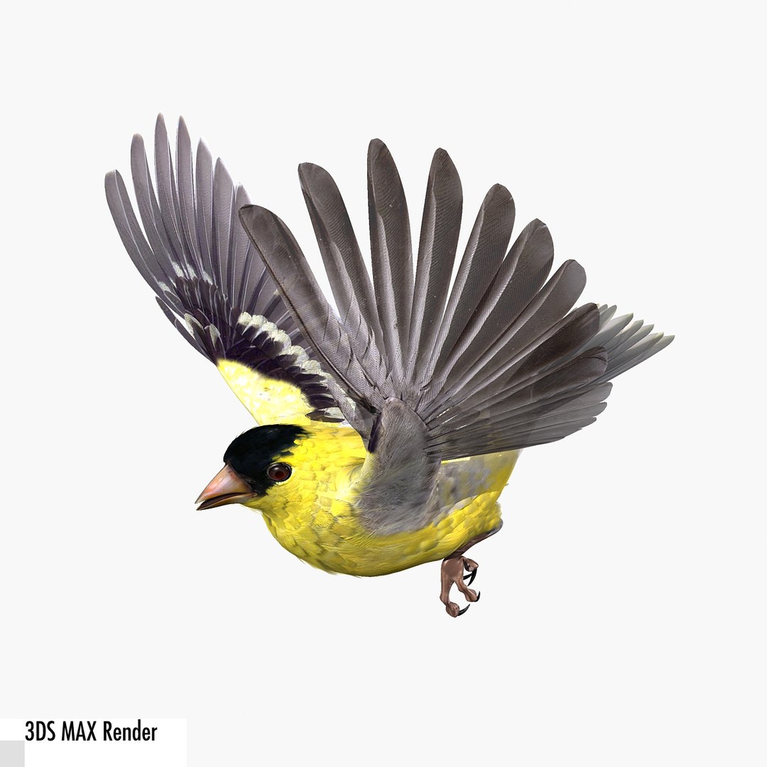 lwo goldfinch rigged animation https://p.turbosquid.com/ts-thumb/cj/VrGkgG/ZF064PLp/gfinchmax13/jpg/1347248876/1920x1080/fit_q87/55cb0d3704ccddd90091b65e1dee1b838fb0103c/gfinchmax13.jpg
