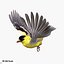 Goldfinch
