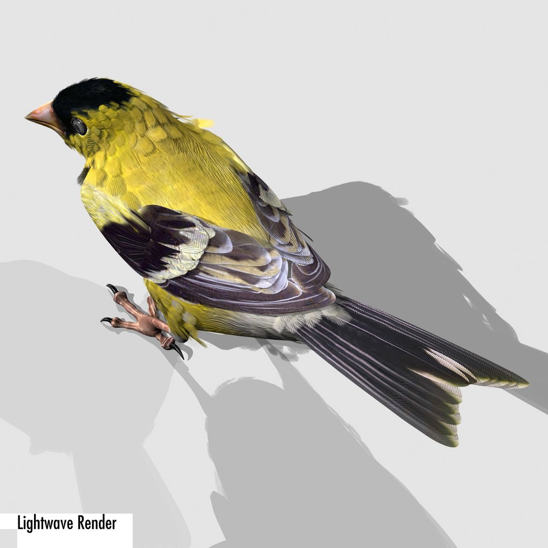 lwo goldfinch rigged animation https://p.turbosquid.com/ts-thumb/cj/VrGkgG/cf9wUKtD/gflw14/jpg/1347248815/1920x1080/fit_q87/8682746c0fb51c154dfd5c29bffeac946f31e609/gflw14.jpg