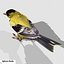 Goldfinch