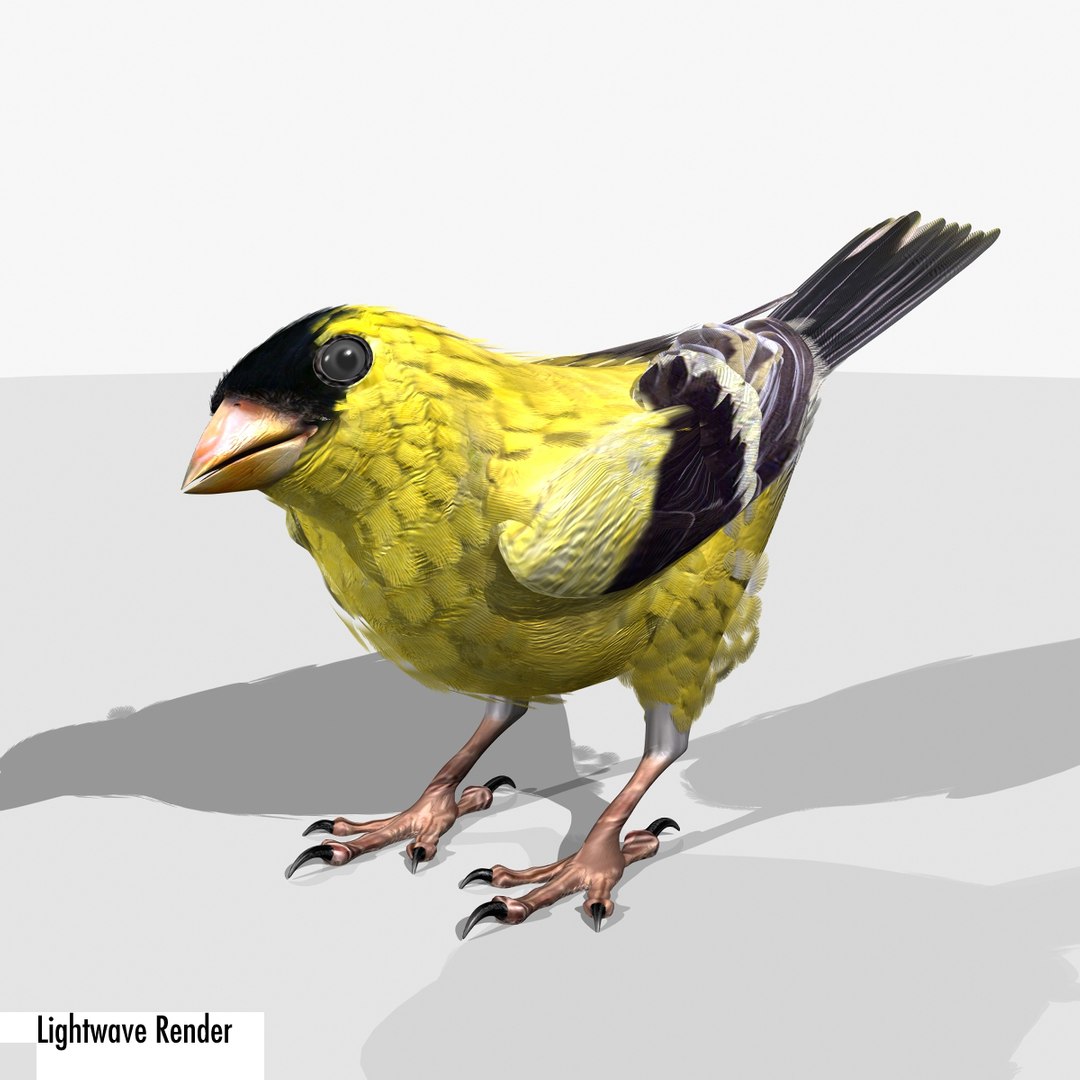lwo goldfinch rigged animation https://p.turbosquid.com/ts-thumb/cj/VrGkgG/ePoukiYs/gflw07/jpg/1347248814/1920x1080/fit_q87/fd0f4f02ac2f4e58b731bd9368c52c55bbb3b860/gflw07.jpg