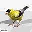 Goldfinch