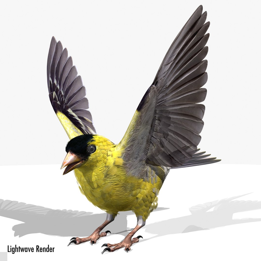 lwo goldfinch rigged animation https://p.turbosquid.com/ts-thumb/cj/VrGkgG/gZaethF3/gflw01/jpg/1347248777/1920x1080/fit_q87/a47d2fd5a88ad02d3340eb3776eecdf778e9a93e/gflw01.jpg