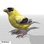 Goldfinch