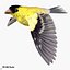 Goldfinch