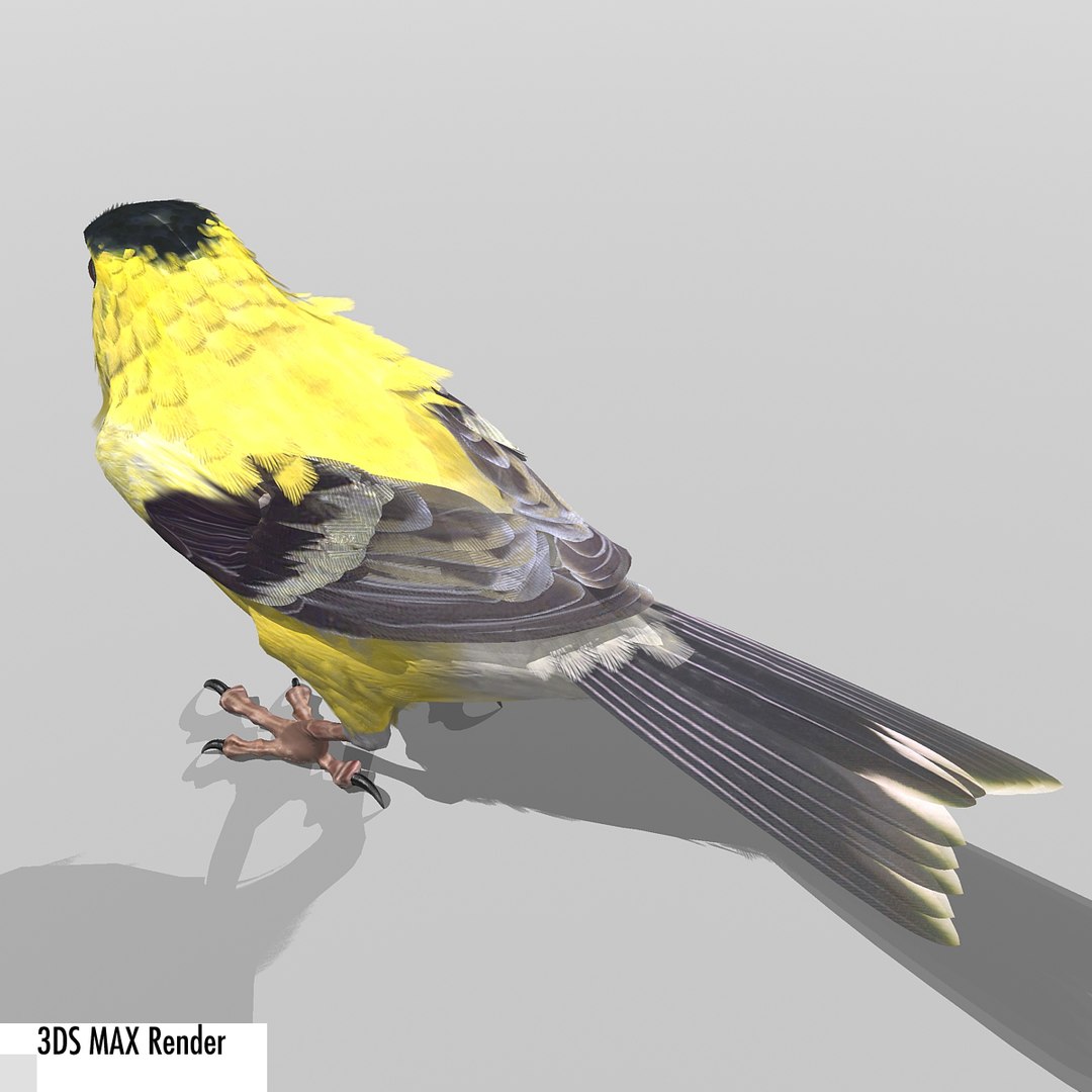lwo goldfinch rigged animation https://p.turbosquid.com/ts-thumb/cj/VrGkgG/off2929j/gfinchmax12/jpg/1347248876/1920x1080/fit_q87/32431f0946cf7a40ee8565d28ff97afe10656a28/gfinchmax12.jpg