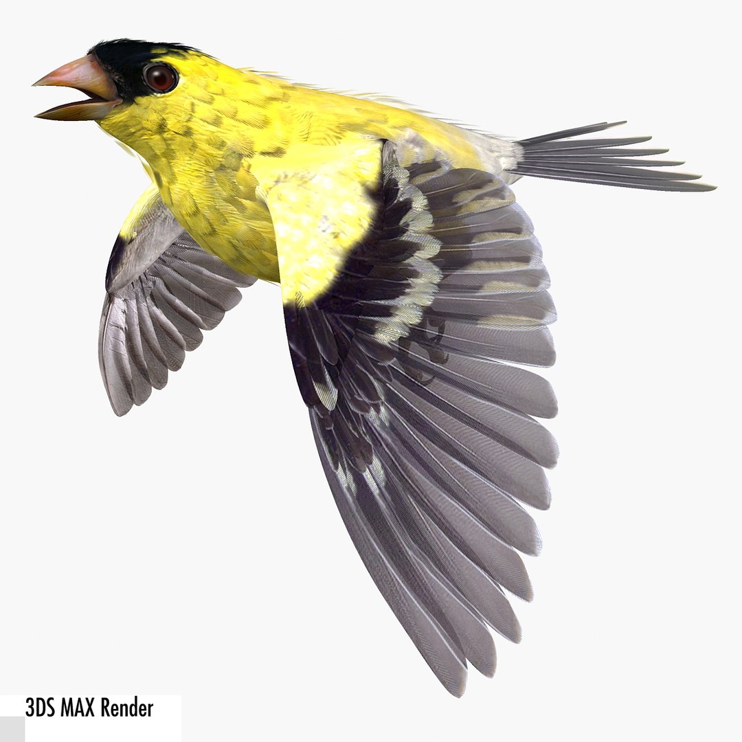 lwo goldfinch rigged animation https://p.turbosquid.com/ts-thumb/cj/VrGkgG/qQ8mSMxJ/gfinchmax14/jpg/1347248876/1920x1080/fit_q87/3d5174df473344e9227e9ea477a1bd10cc7ea28d/gfinchmax14.jpg