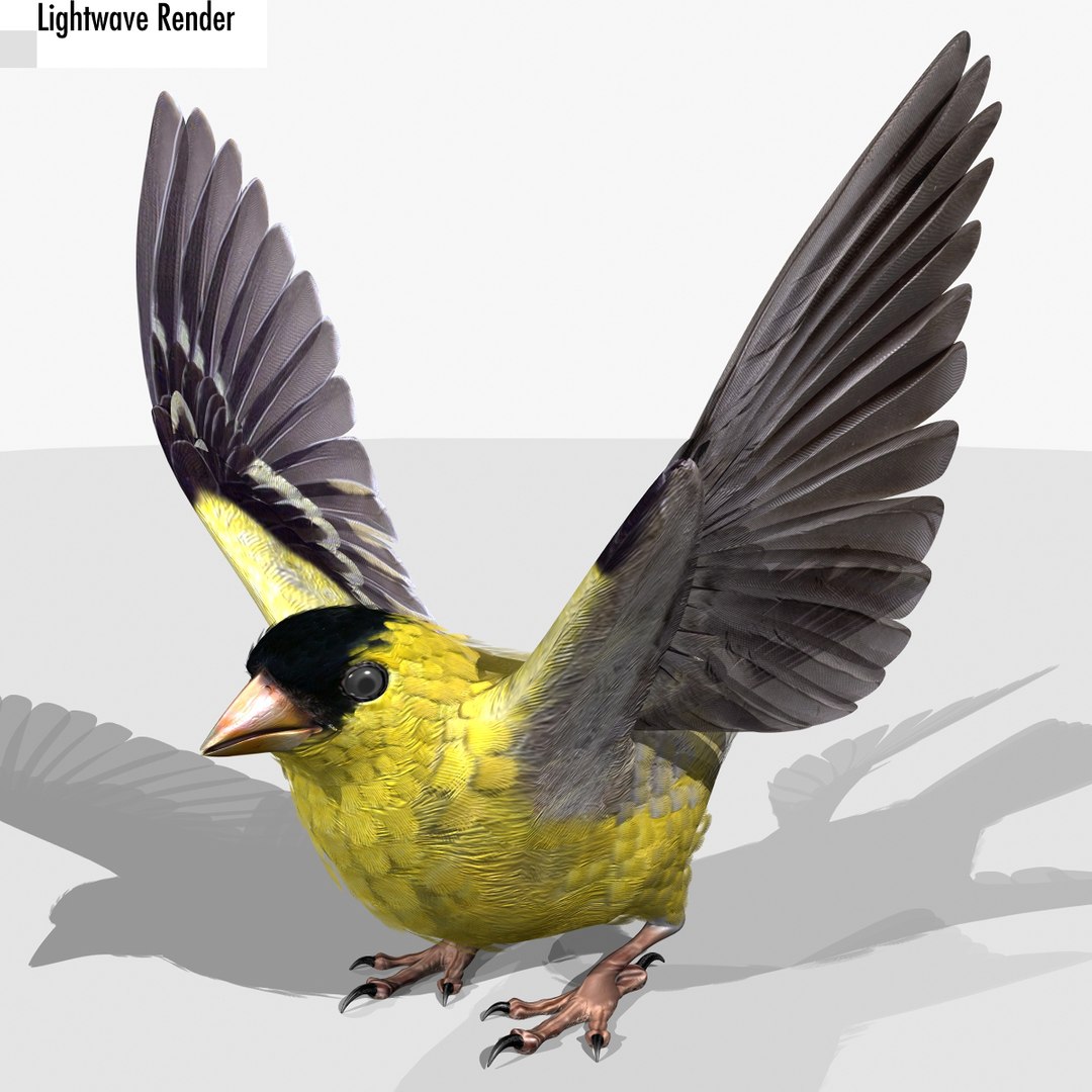 lwo goldfinch rigged animation https://p.turbosquid.com/ts-thumb/cj/VrGkgG/rHuPLI51/gflw08/jpg/1347248814/1920x1080/fit_q87/9f39779bd06758f0a3c3d200b1425d3a0c22346c/gflw08.jpg