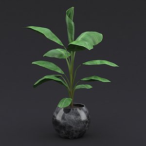 Cavendish Banana Plant II