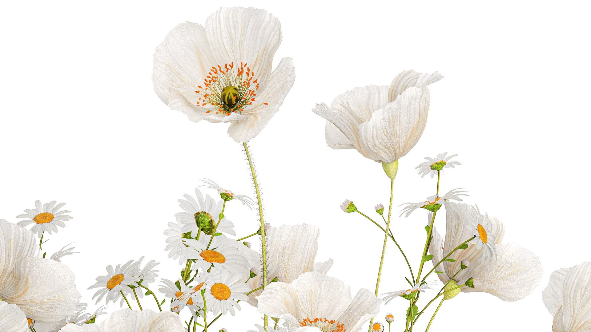 3D Bouquet of white wildflowers Poppy daisy in a vase 432 model https://p.turbosquid.com/ts-thumb/cj/ktyG17/Fb/1bouquet05052406/jpg/1715166683/1920x1080/fit_q87/54b9d2f6b87ea1d7196b55940c12d06d97692d79/1bouquet05052406.jpg