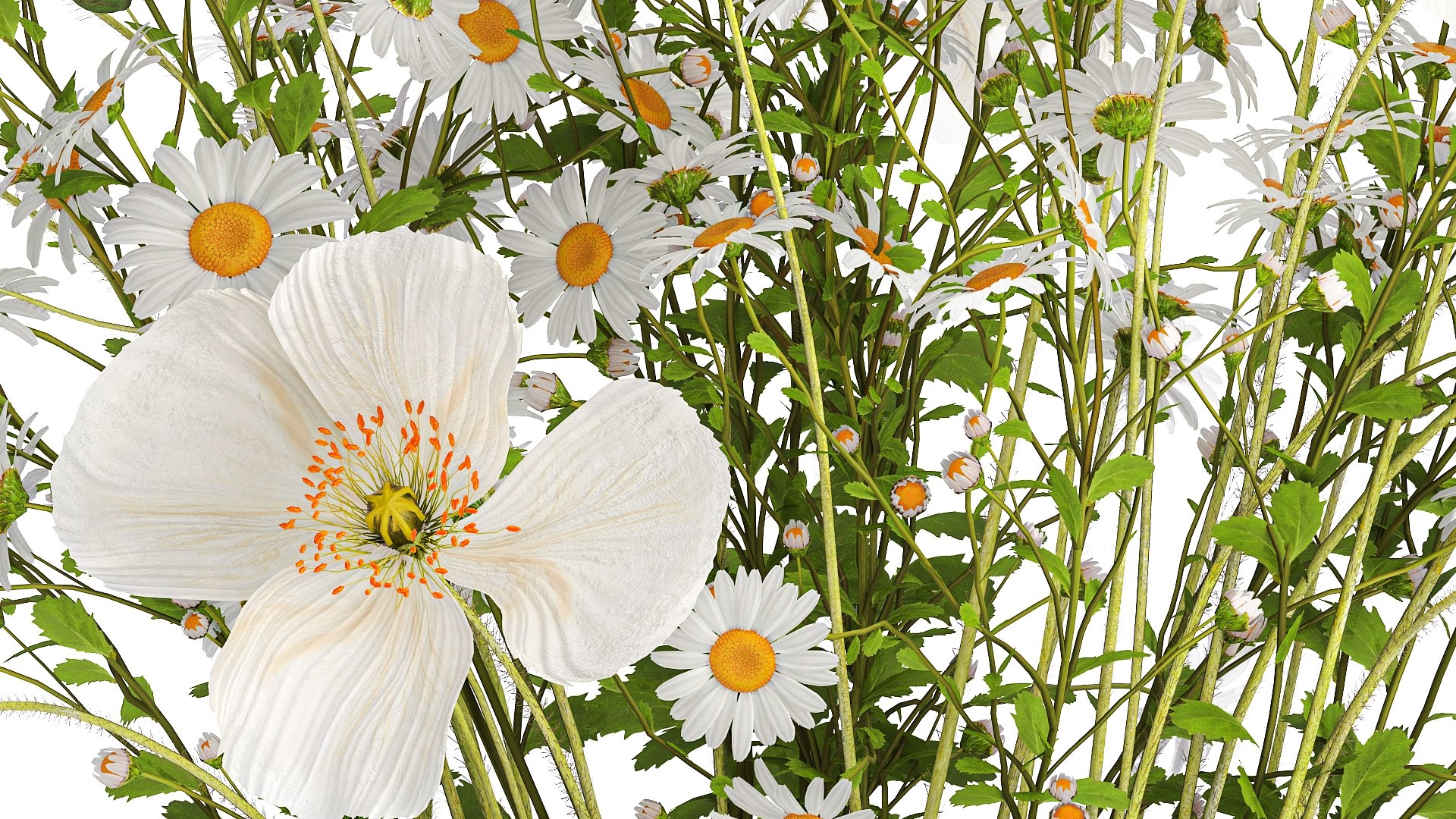 3D Bouquet of white wildflowers Poppy daisy in a vase 432 model https://p.turbosquid.com/ts-thumb/cj/ktyG17/U0/1bouquet05052408/jpg/1715166688/1920x1080/fit_q87/9d0fd0224989d766293889c3e1e909b4a70d277d/1bouquet05052408.jpg