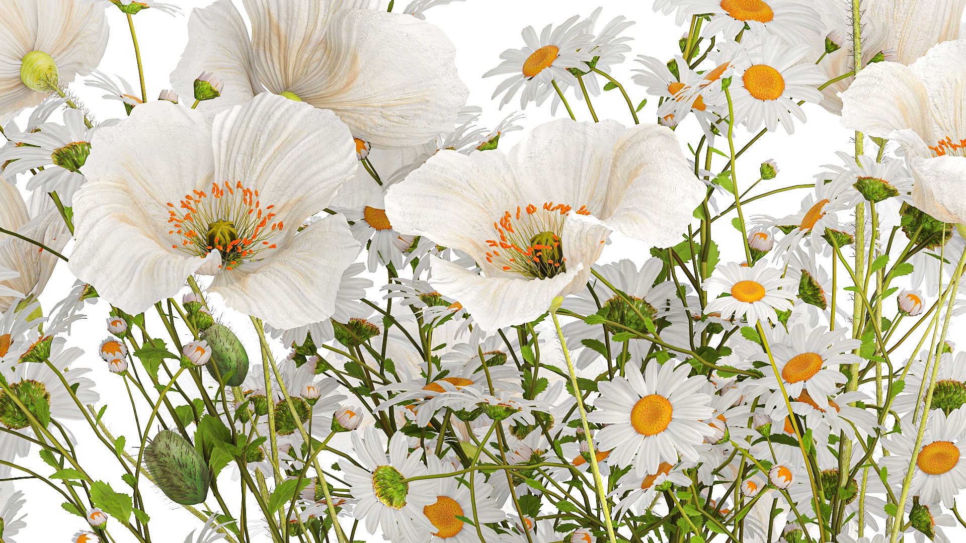3D Bouquet of white wildflowers Poppy daisy in a vase 432 model https://p.turbosquid.com/ts-thumb/cj/ktyG17/fX/1bouquet05052407/jpg/1715166685/1920x1080/fit_q87/561844c3efdbeeaf642a050795c6ad35aedb5791/1bouquet05052407.jpg