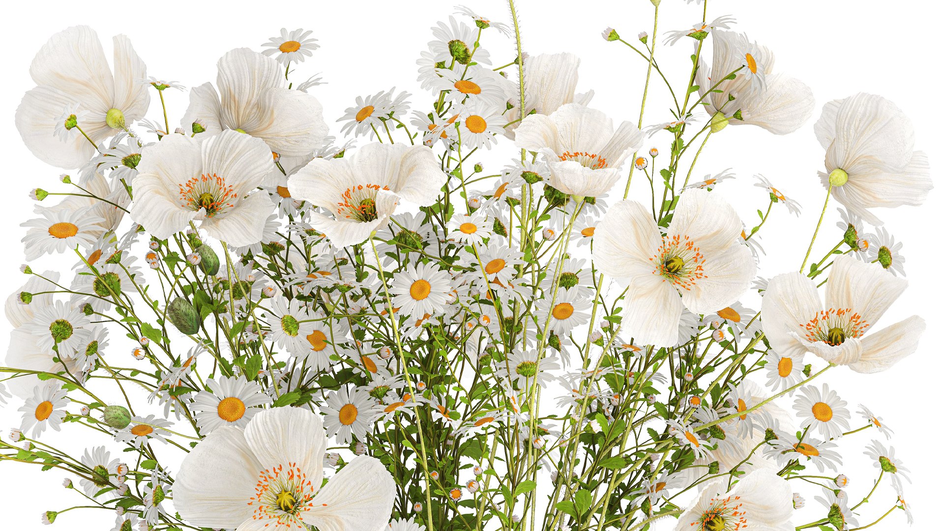 3D Bouquet of white wildflowers Poppy daisy in a vase 432 model https://p.turbosquid.com/ts-thumb/cj/ktyG17/xq/1bouquet05052405/jpg/1715166681/1920x1080/fit_q87/b9458a315aaf43f7e6e5bb6b8df898599fd5763b/1bouquet05052405.jpg