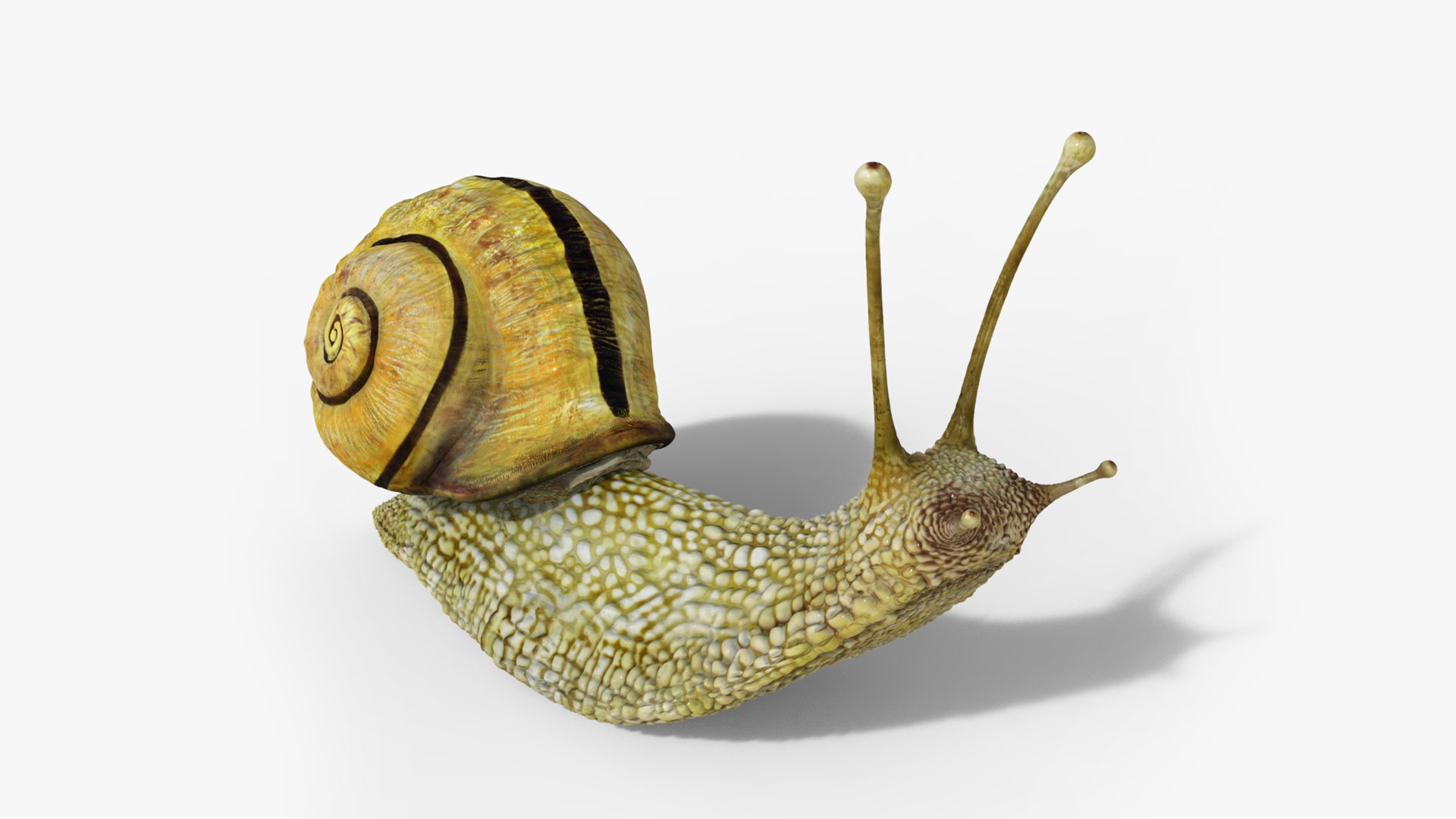 3D model snail https://p.turbosquid.com/ts-thumb/cj/vVqd3S/Bb/19/png/1643094416/1920x1080/fit_q87/2c904927260c2a5c55aa515cbca144d2aafbe687/19.jpg