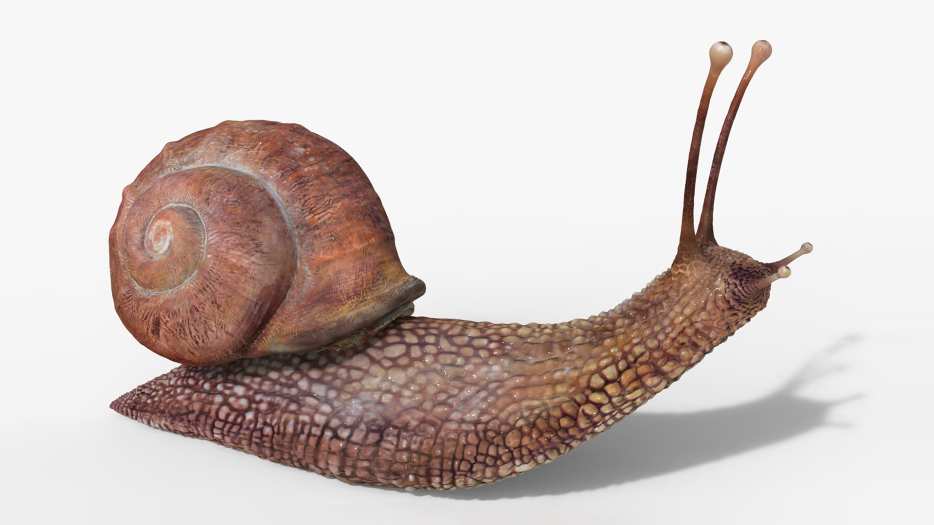 3D model snail https://p.turbosquid.com/ts-thumb/cj/vVqd3S/Bz/02/png/1643094425/1920x1080/fit_q87/7e26aac000fc547732113dc654f55508546f89ca/02.jpg