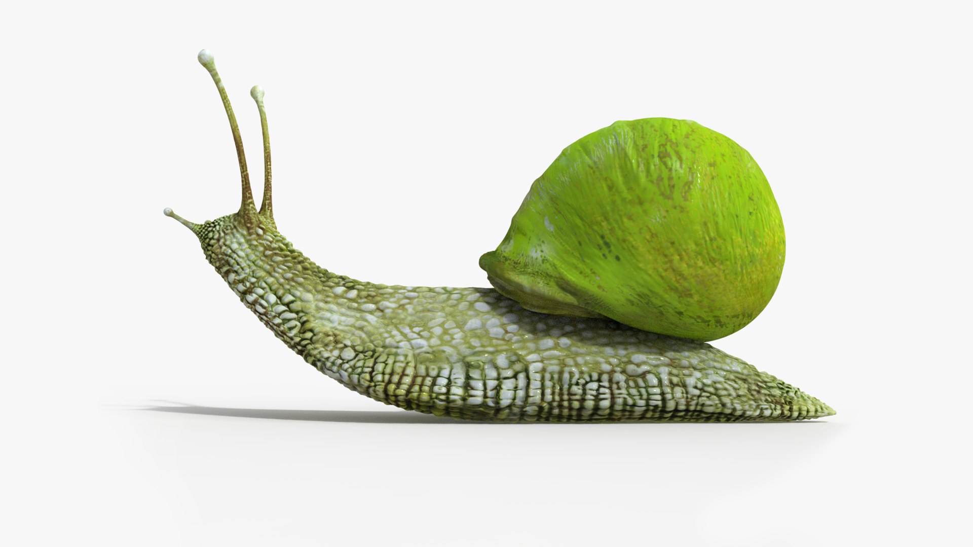 3D model snail https://p.turbosquid.com/ts-thumb/cj/vVqd3S/C5/27/png/1643094450/1920x1080/fit_q87/1de3d58745a8c4ba63159210f5ac0c48744e8114/27.jpg