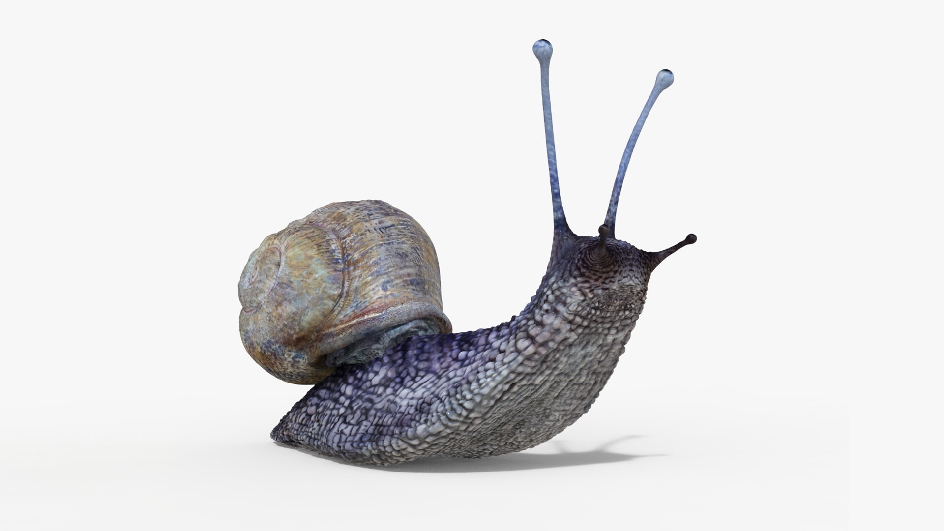 3D model snail https://p.turbosquid.com/ts-thumb/cj/vVqd3S/GJ/28/png/1643094412/1920x1080/fit_q87/faee0714e2ee58d3de8655d6d61242a3807e2239/28.jpg