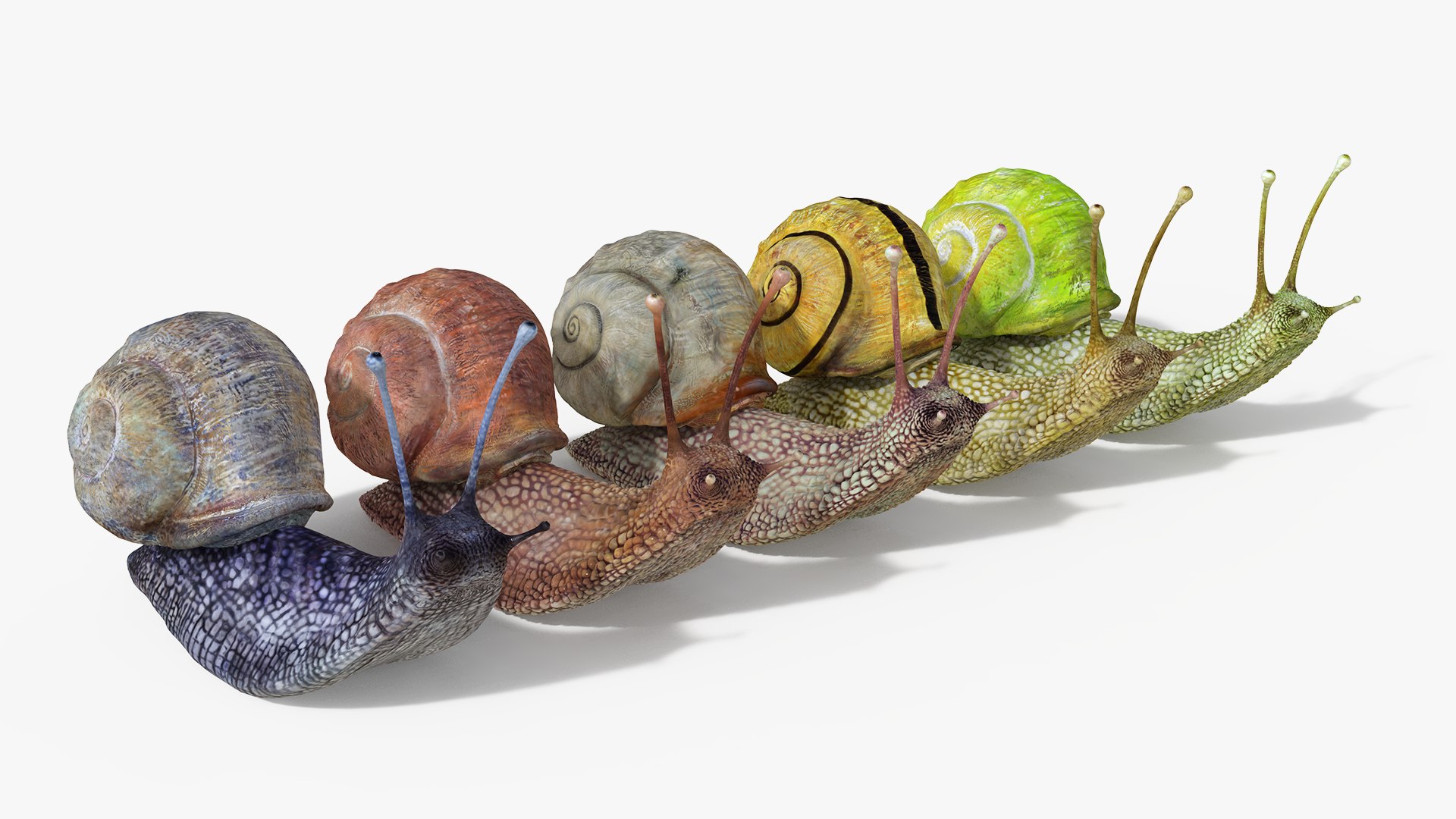 3D model snail https://p.turbosquid.com/ts-thumb/cj/vVqd3S/IS/33/png/1643094450/1920x1080/fit_q87/13a2222daa5727f7ad3f63b42cde17ecb8a155e0/33.jpg