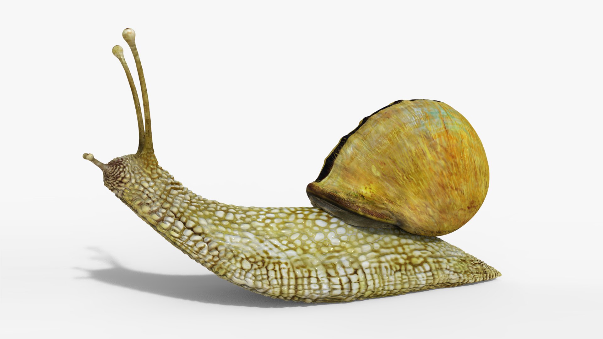 3D model snail https://p.turbosquid.com/ts-thumb/cj/vVqd3S/QH/09/png/1643094450/1920x1080/fit_q87/1af5e4a28ecb86c81748a039b58b3d28f1d921a2/09.jpg