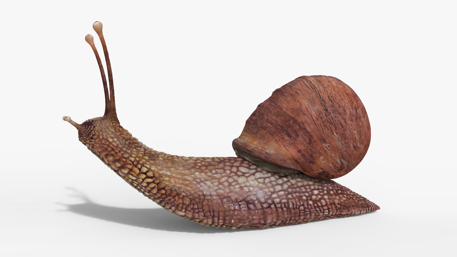 3D model snail https://p.turbosquid.com/ts-thumb/cj/vVqd3S/Ym/07/png/1643094412/1920x1080/fit_q87/0029c3533e4b54b5e949944f4928a92101762e88/07.jpg
