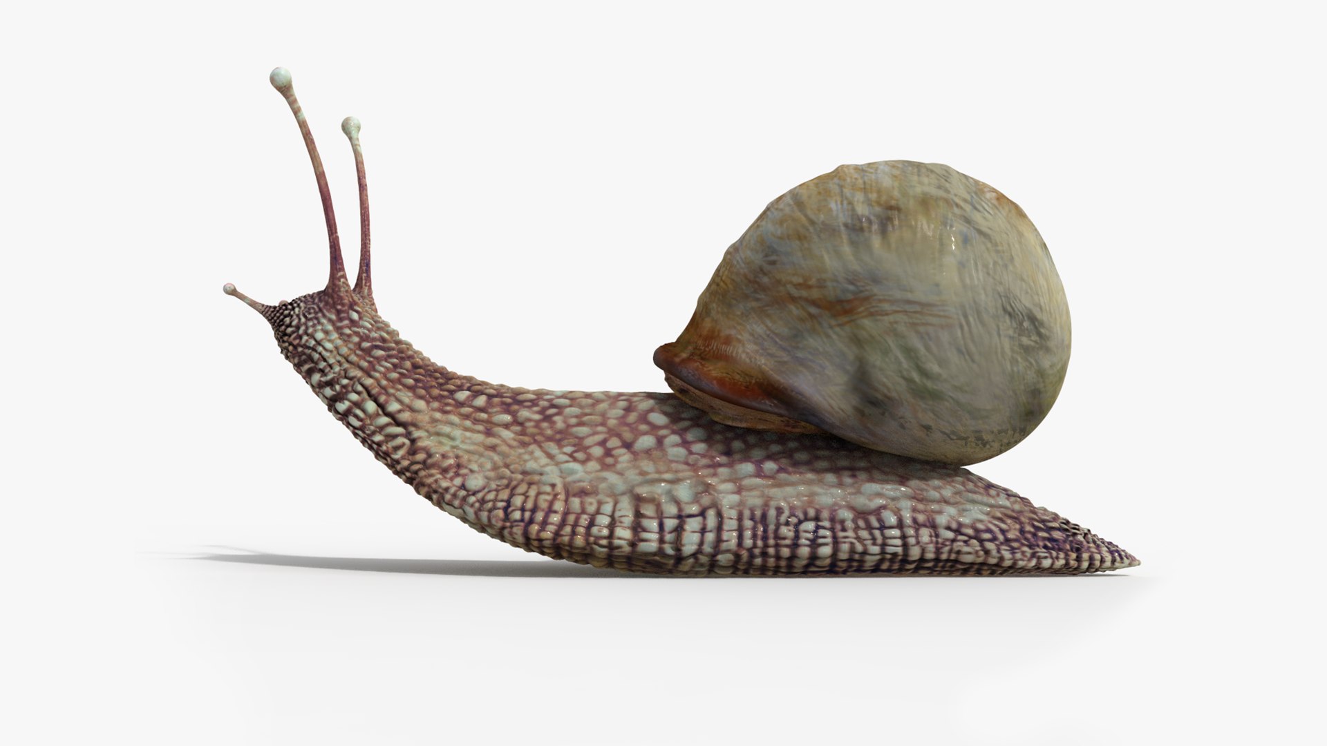 3D model snail https://p.turbosquid.com/ts-thumb/cj/vVqd3S/fg/26/png/1643094413/1920x1080/fit_q87/29a1cfec5c032ff0951bac6810b4c19ee267c74c/26.jpg