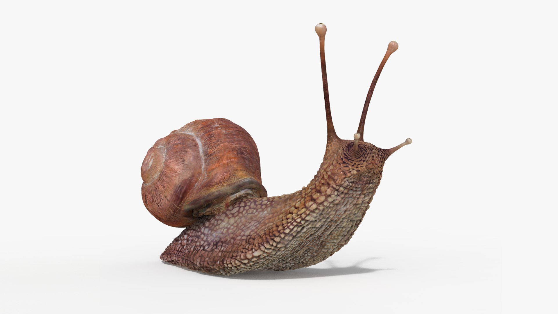 3D model snail https://p.turbosquid.com/ts-thumb/cj/vVqd3S/mu/29/png/1643094413/1920x1080/fit_q87/a0dd80792a48a9aadc87eb672f927d2755225d03/29.jpg