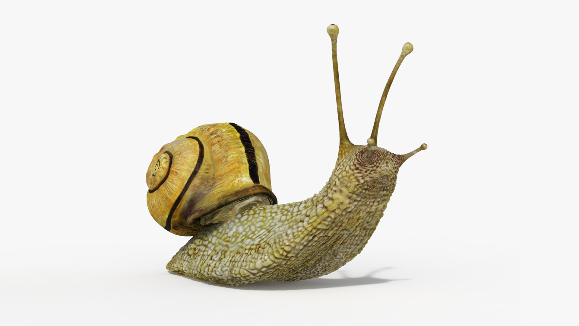 3D model snail https://p.turbosquid.com/ts-thumb/cj/vVqd3S/n0/31/png/1643094413/1920x1080/fit_q87/7c58caa7661119148aeded83b5aaba1f82b4a7f9/31.jpg