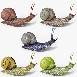 snail
