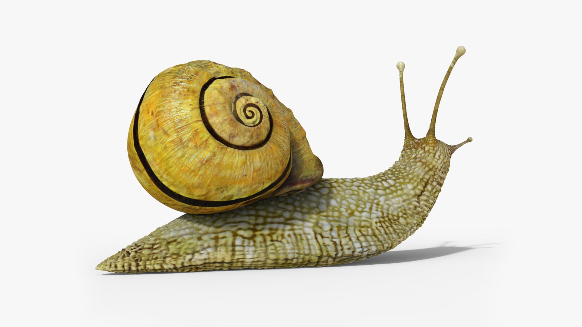 3D model snail https://p.turbosquid.com/ts-thumb/cj/vVqd3S/sW/14/png/1643094450/1920x1080/fit_q87/6ddf7193ba36630a6e95815e9fc01bc0126f7d52/14.jpg