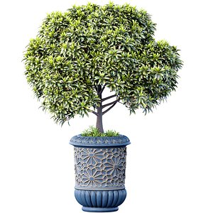 Decorative large garden tree shrub in a luxury flowerpot pot urn planters for decoration in orienta