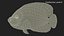 Pomacanthus Imperator Fish