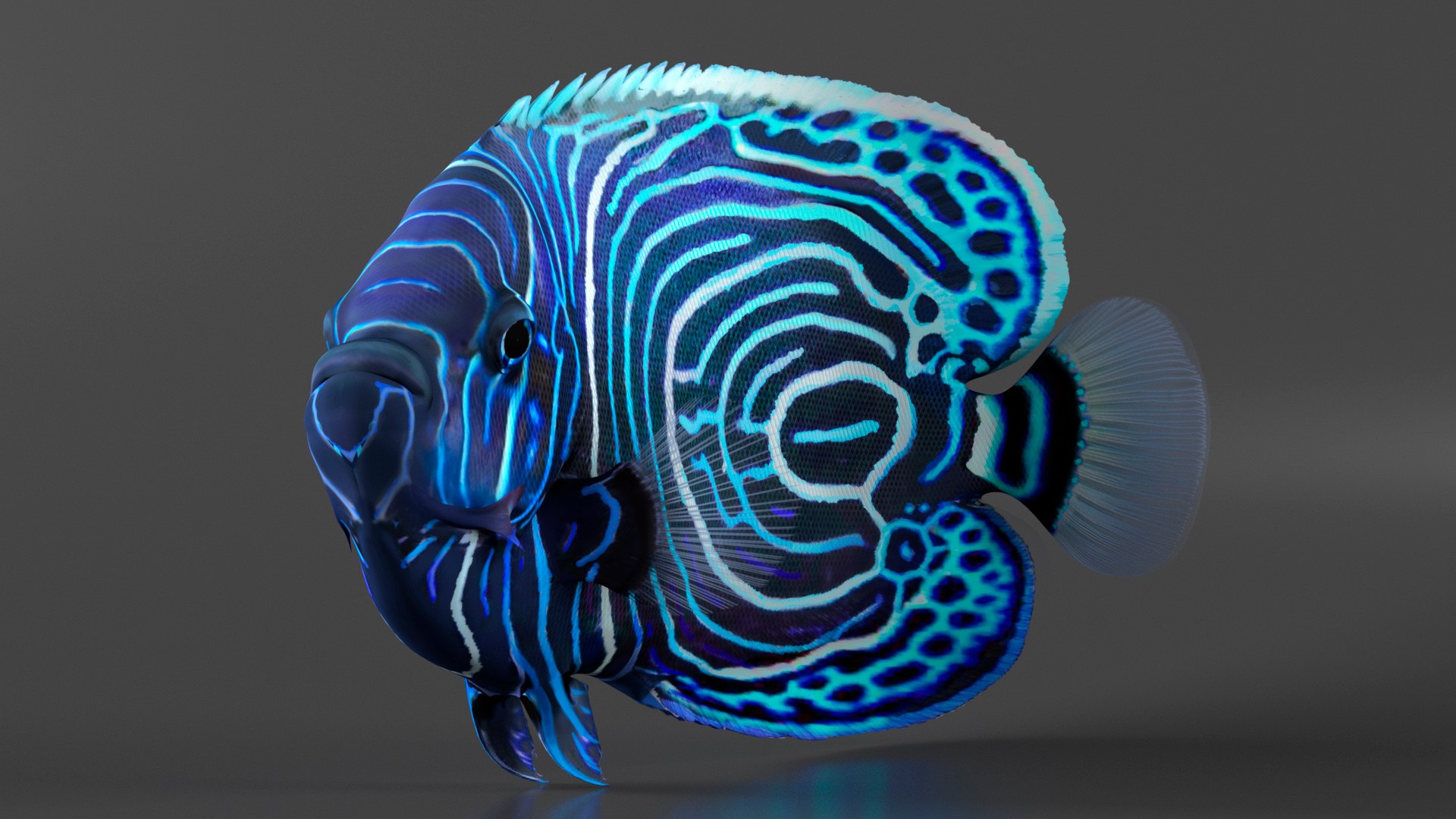 3D Pomacanthus Imperator Fish https://p.turbosquid.com/ts-thumb/ck/9Dfgde/C4/pomacanthusimperatorfishmb3dmodel008/jpg/1722508995/1920x1080/fit_q87/435a6969ac256caa9509674203f373c1690f1964/pomacanthusimperatorfishmb3dmodel008.jpg