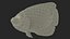 Pomacanthus Imperator Fish