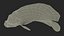 Pomacanthus Imperator Fish