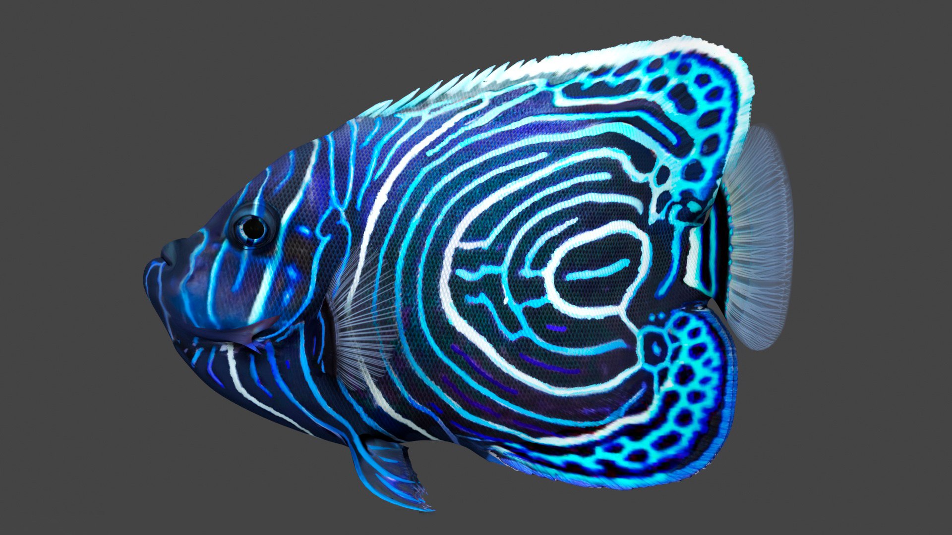 3D Pomacanthus Imperator Fish https://p.turbosquid.com/ts-thumb/ck/9Dfgde/Ow/pomacanthusimperatorfishmb3dmodel011/jpg/1722509012/1920x1080/fit_q87/1a284ca82774c39d561e6befa184fc039797d6ef/pomacanthusimperatorfishmb3dmodel011.jpg