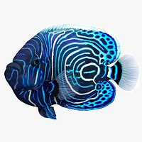 Pomacanthus Imperator Fish