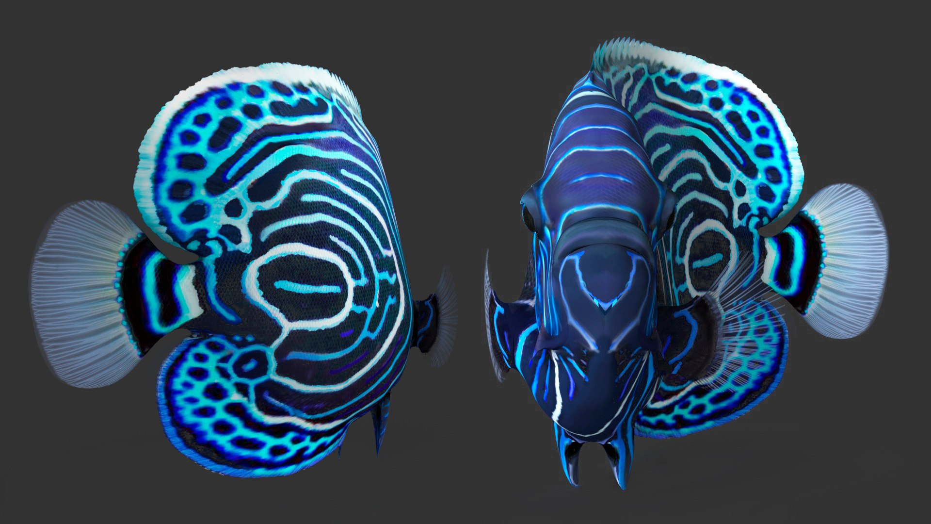 3D Pomacanthus Imperator Fish https://p.turbosquid.com/ts-thumb/ck/9Dfgde/bu/pomacanthusimperatorfishmb3dmodel010/jpg/1722509006/1920x1080/fit_q87/af6f1a700aee65f50c991c18ab04a03d2c373860/pomacanthusimperatorfishmb3dmodel010.jpg