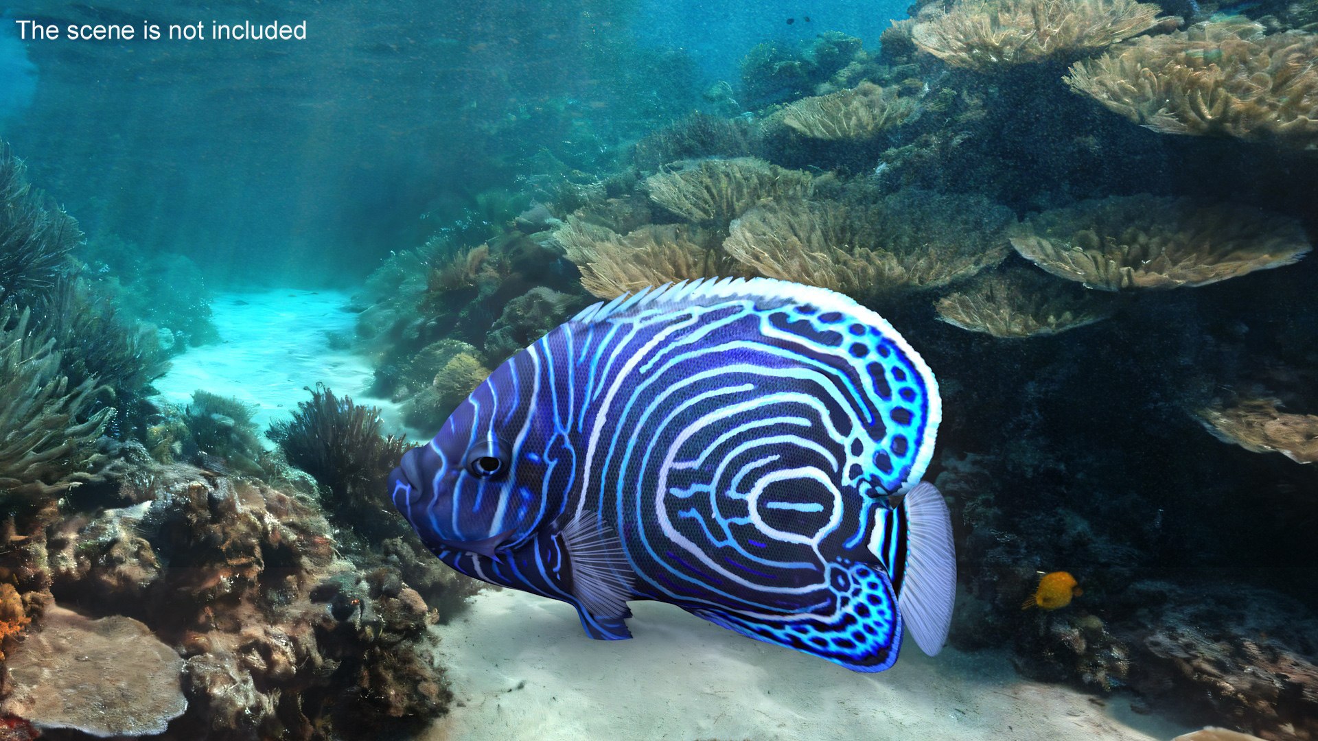 3D Pomacanthus Imperator Fish https://p.turbosquid.com/ts-thumb/ck/9Dfgde/dh/pomacanthusimperatorfishmb3dmodel004/jpg/1722508983/1920x1080/fit_q87/c3fa457e808f4881a5ab66768329c3c2123123b0/pomacanthusimperatorfishmb3dmodel004.jpg