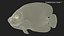 Pomacanthus Imperator Fish