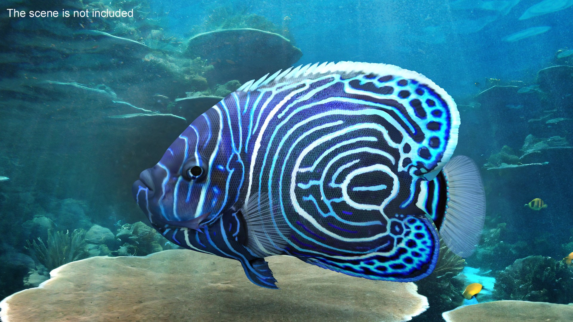 3D Pomacanthus Imperator Fish https://p.turbosquid.com/ts-thumb/ck/9Dfgde/oq/pomacanthusimperatorfishmb3dmodel006/jpg/1722508989/1920x1080/fit_q87/1cf9e3937b5dd3d8e44c0cc647bab70fec9b8cf7/pomacanthusimperatorfishmb3dmodel006.jpg